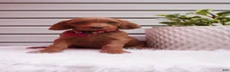 Goldendoodle dogs for sale: Starla  - Ad 6