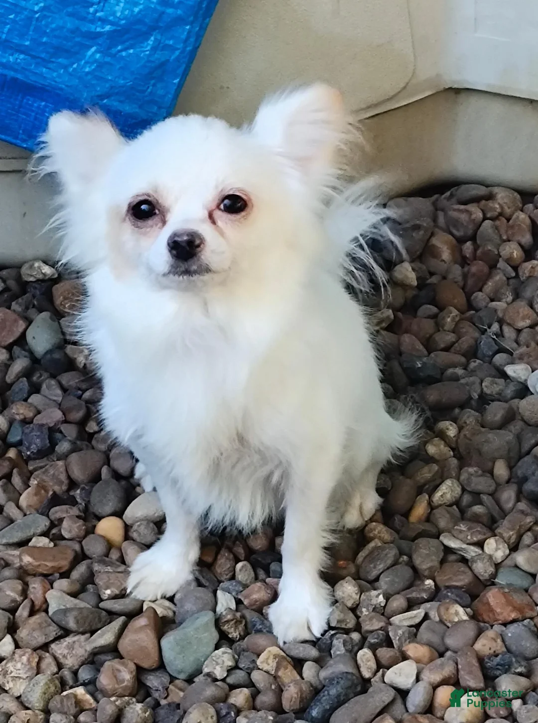 Chihuahua dogs for sale: Happy  - Ad 2