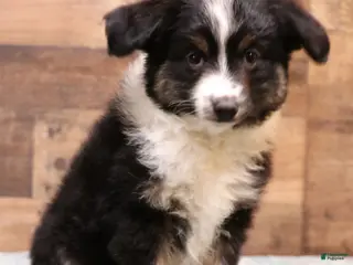Toy Australian Shepherd dogs Toy Australian Shepherd Puppy 1 - Ad 23