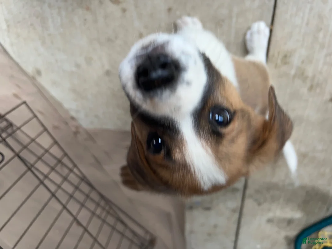 Mixed Breed dogs for sale: Mixed Breed Puppy #9 - Ad 2
