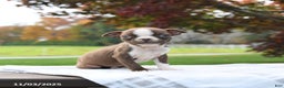 Boston Terrier dogs for sale: Paris - Ad 2
