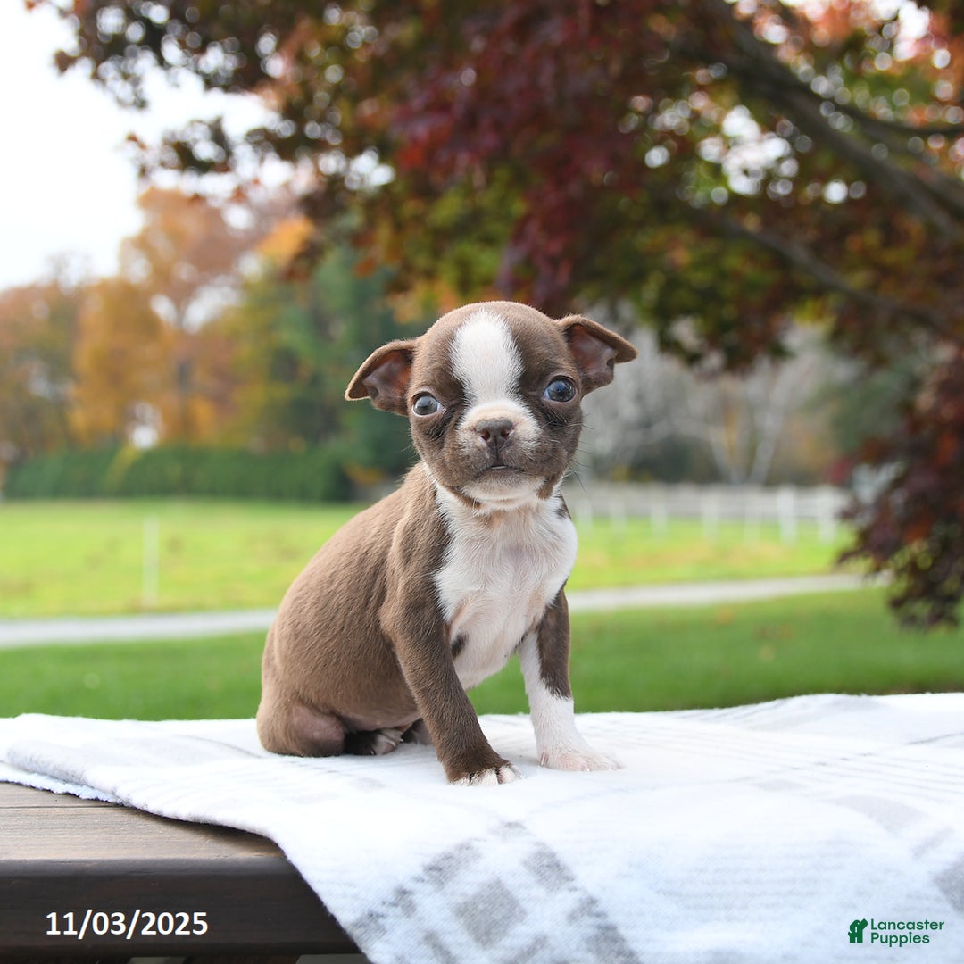 Boston Terrier dogs for sale: Paris - Ad 2