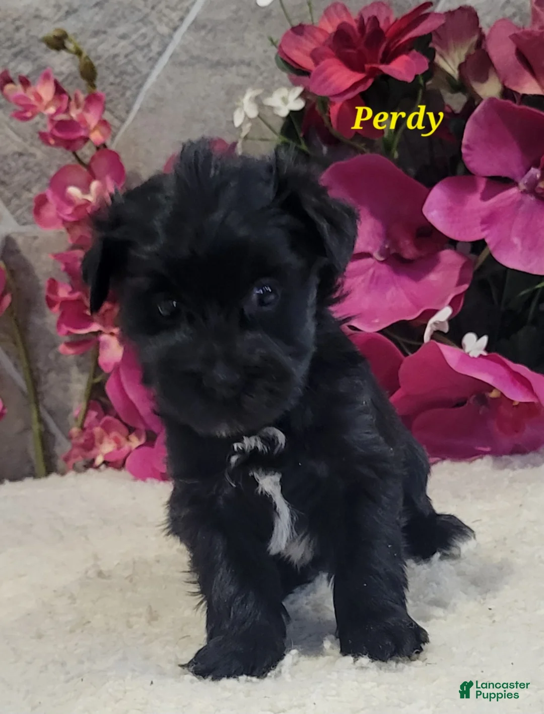 Morkie dogs for sale: Perdy - Ad 4