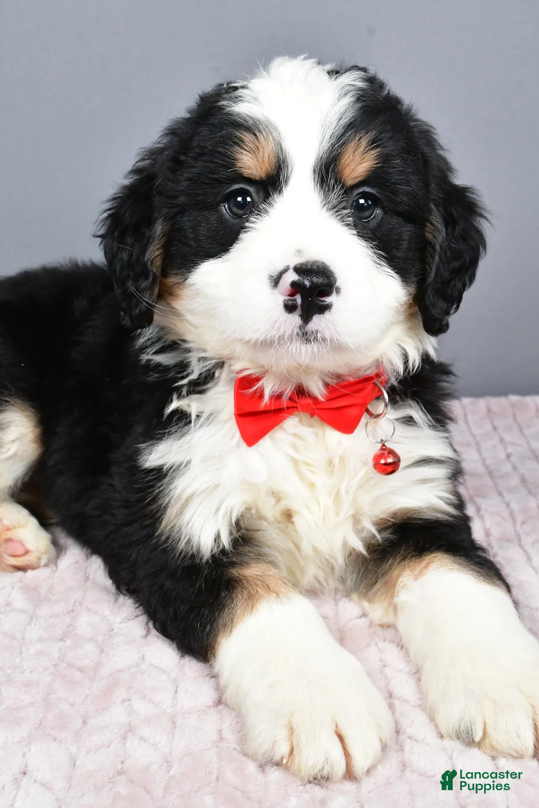 Mini Bernedoodle dogs for sale: Bubba - Ad 2