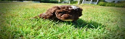 Havapoo dogs for sale: Juno-LABOR DAY SALE-TAKE $100 OFF!!! - Ad 12