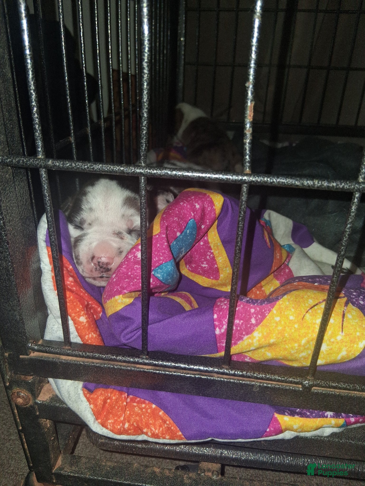 American Pit Bull Terrier dogs Cowboy - Ad 16