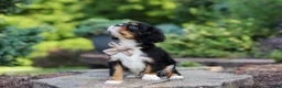 Cavalier King Charles Spaniel dogs for sale: Riley - Ad 5