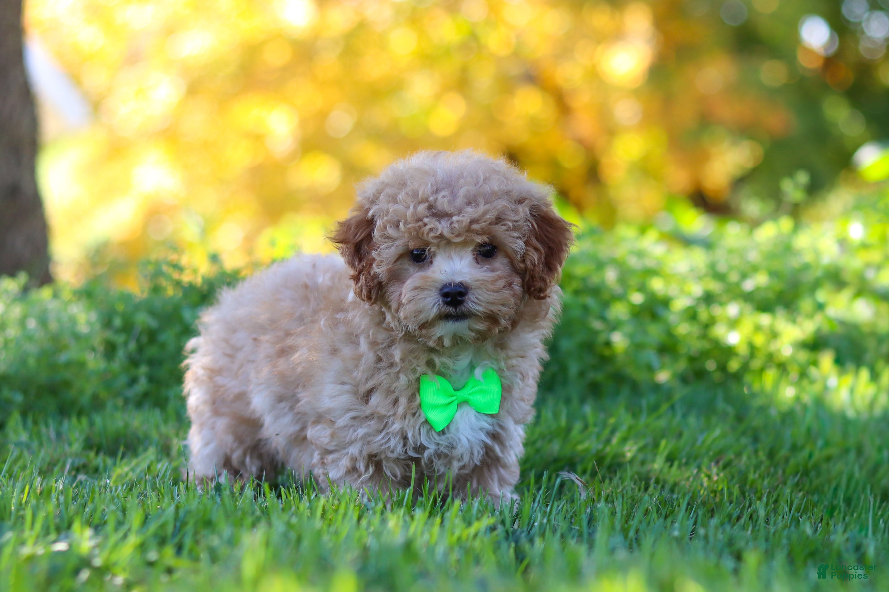 Yorkiepoo dogs Theo - Ad 2