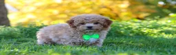 Yorkiepoo dogs for sale: Theo - Ad 2