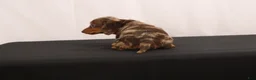 Dachshund dogs for sale: Pinto - Ad 3