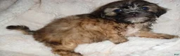 Shih Tzu dogs for sale: Shih Tzu 1 - Ad 3