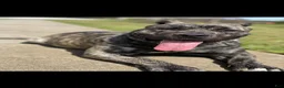 Presa Canario dogs for sale: Presa Canario Puppy 2 - Ad 2