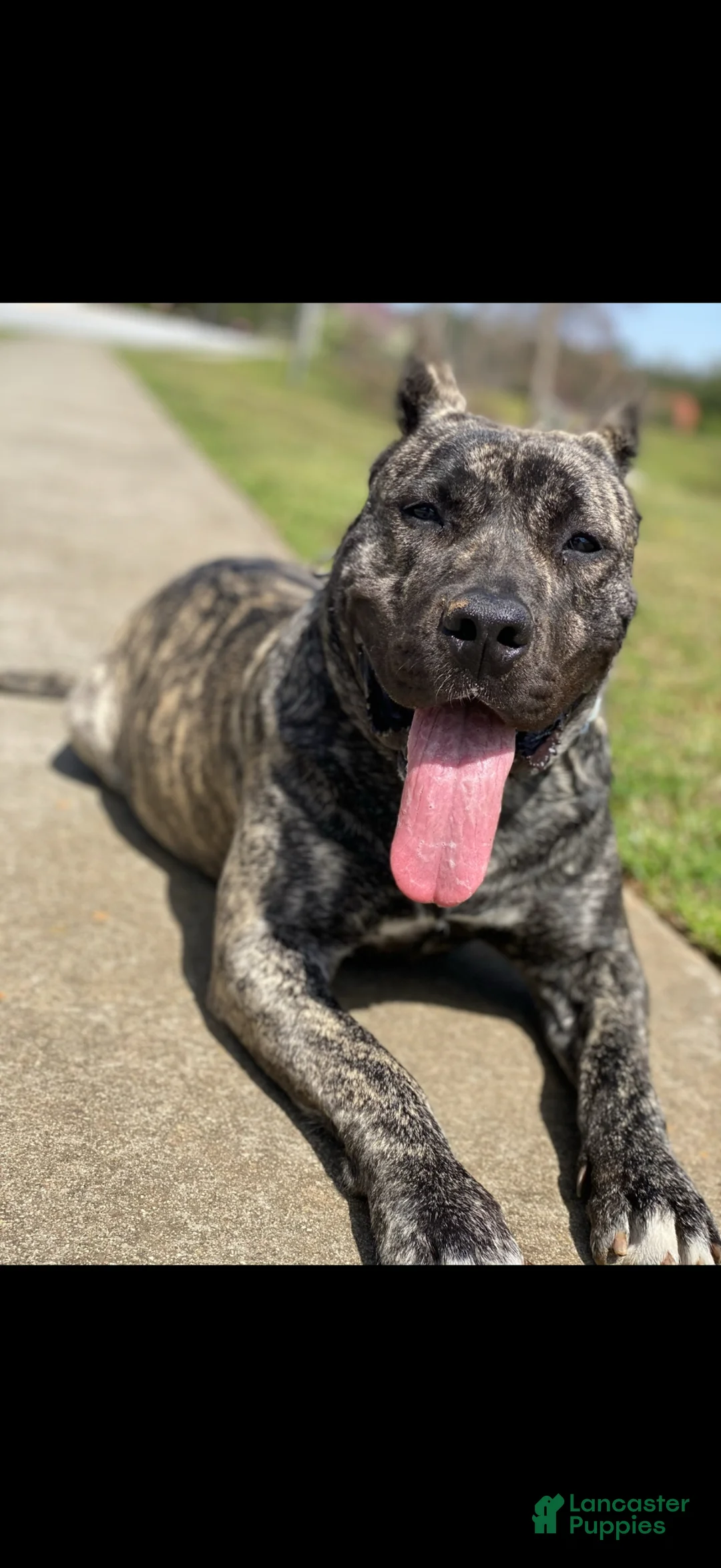Presa Canario dogs for sale: Presa Canario Puppy 2 - Ad 2