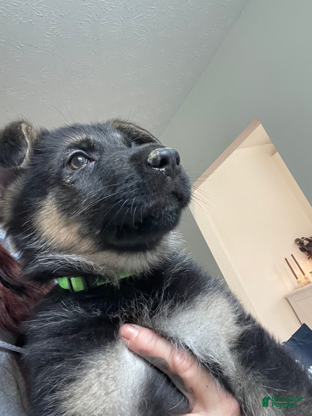 German Shepherd dogs for sale: Sugar/purple collar - Ad 2