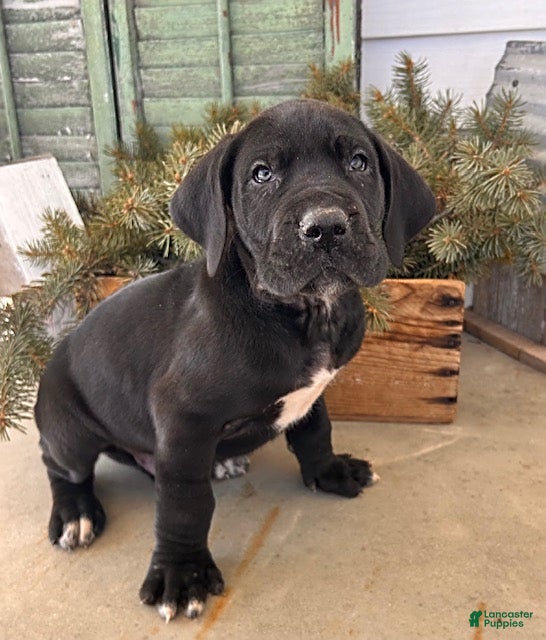 Great Dane dogs Remington - Ad 1