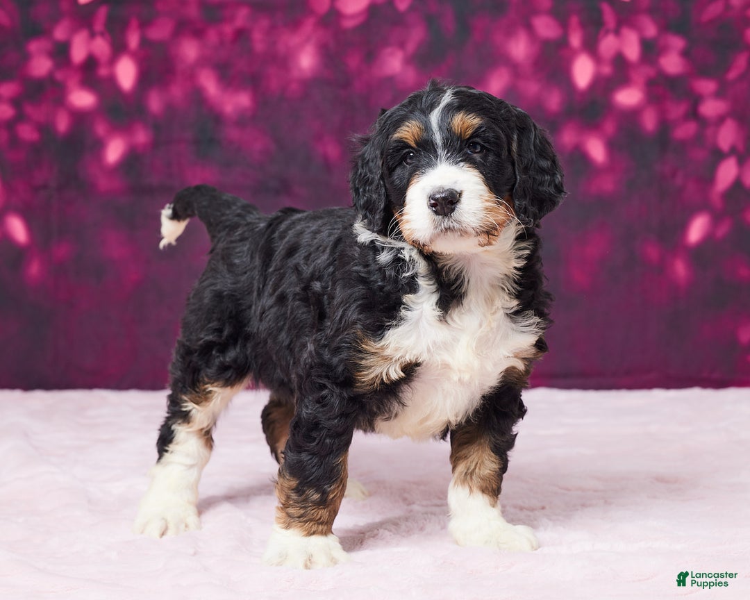 Bernedoodle dogs for sale: Gina - Ad 2