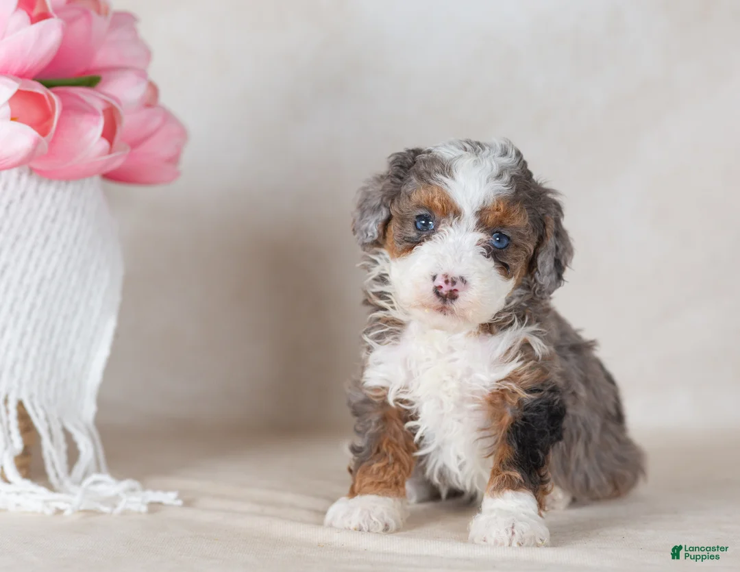 Bernedoodle dogs for sale: Lou - Ad 1