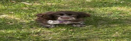 English Cocker Spaniel dogs for sale: English Cocker Spaniel Puppy - Coco 🐾 - Ad 4