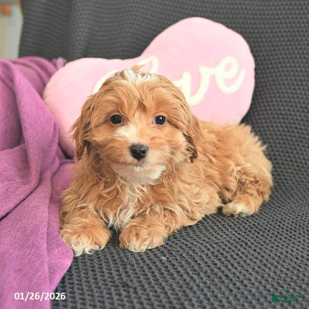 Mixed Breed dogs for sale: Jeremiah - Ad 2