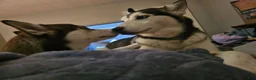 Siberian Husky dogs for sale: Siberian Husky Puppy 2 - Ad 4
