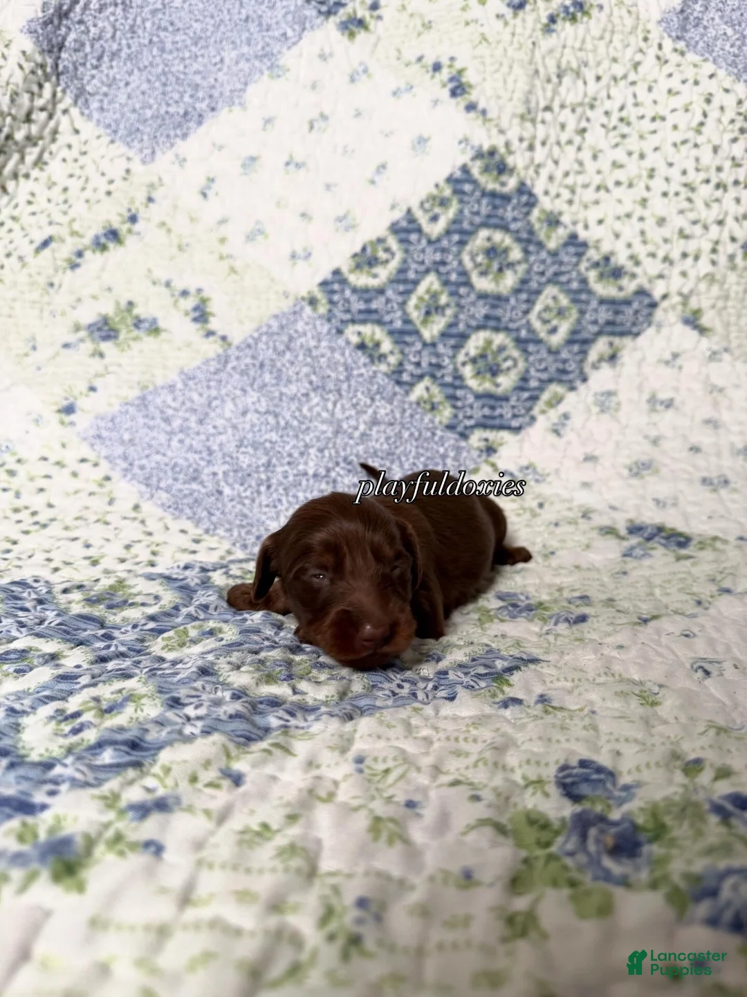 Dachshund dogs for sale:  AKC Chocolate & Tan Long Haired Female Dachshund ALL Clear - Ad 1