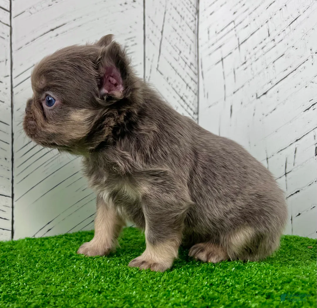 French Bulldog dogs for sale: Chubby - Ad 5