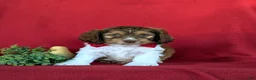 Cockapoo dogs for sale: Farley - Ad 2