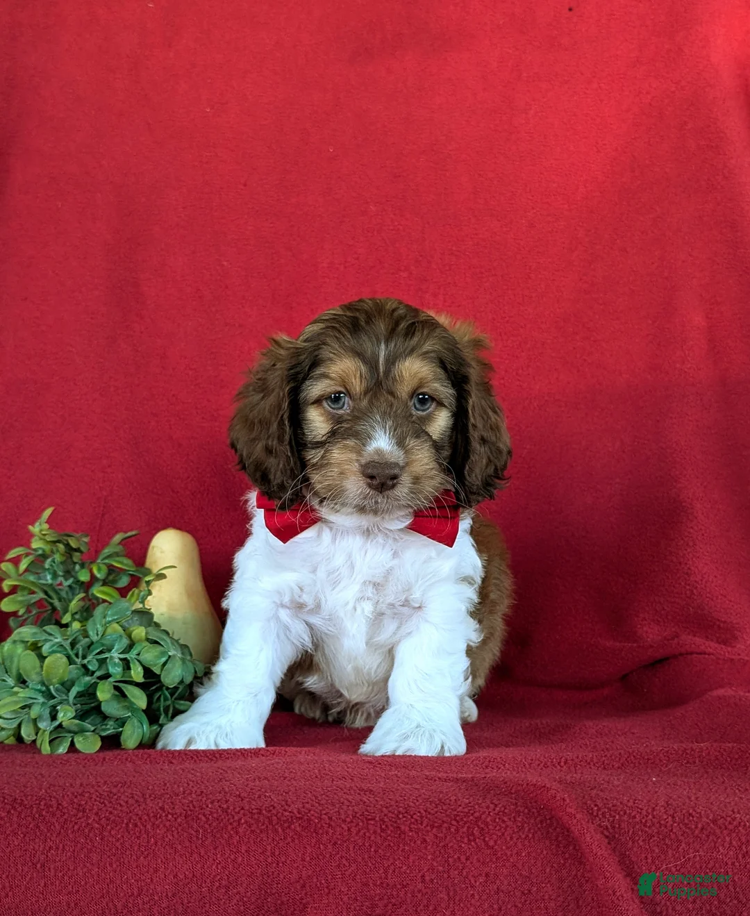 Cockapoo dogs for sale: Farley - Ad 2
