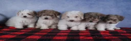 Bichpoo dogs for sale: Sweetheart - Ad 20