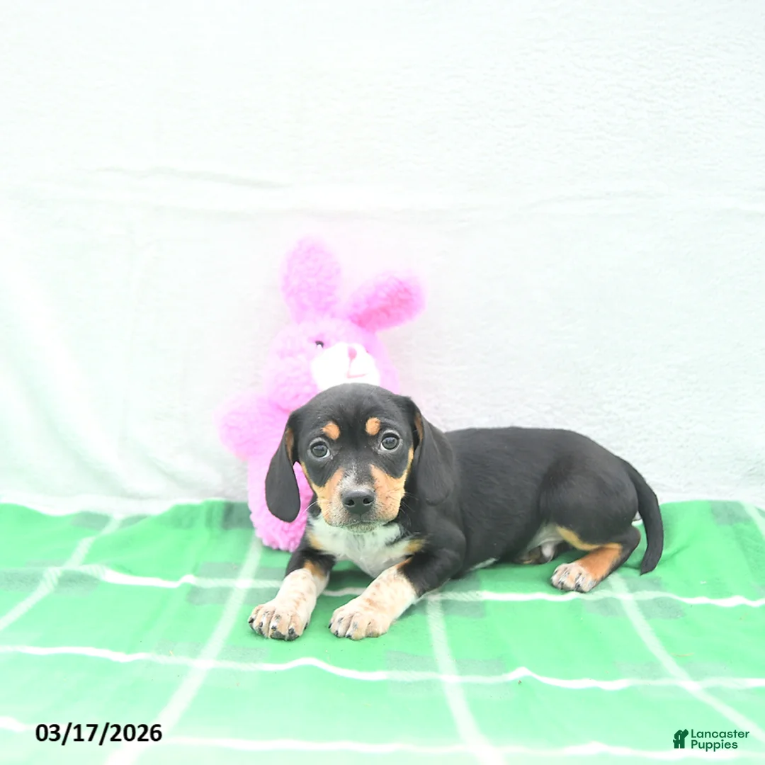 Mixed Breed dogs for sale: Shorty  - Ad 2