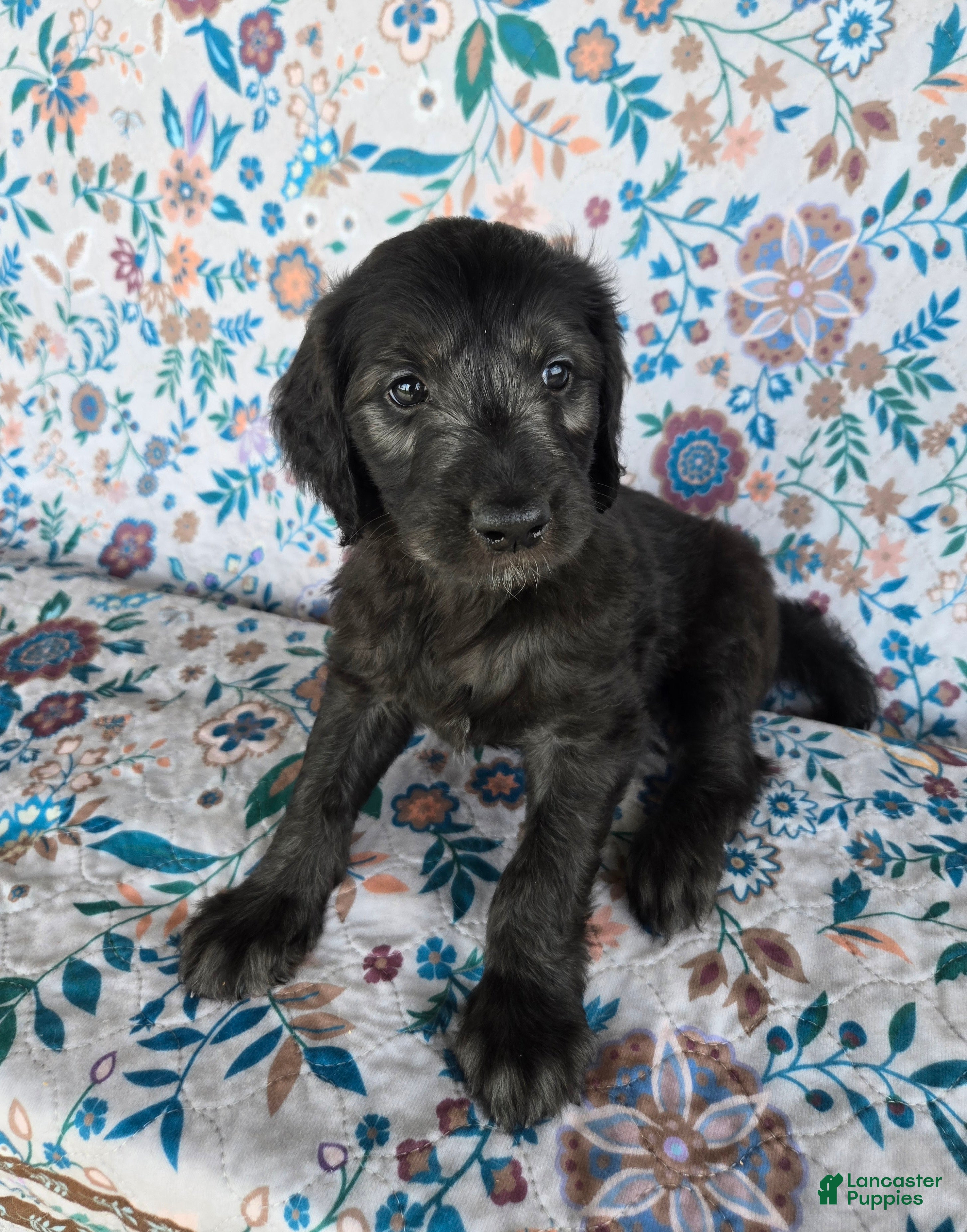 Goldendoodle dogs for sale: Yellow Boy - Ad 4