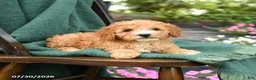Miniature Poodle dogs for sale: Bluebell - Ad 3