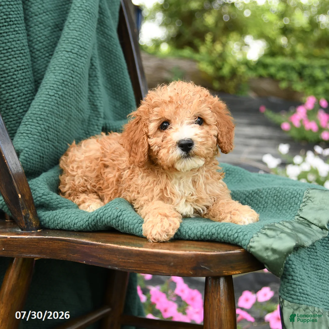 Miniature Poodle dogs for sale: Bluebell - Ad 3