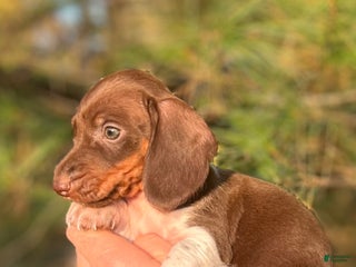 Dachshund dogs - Ad 25