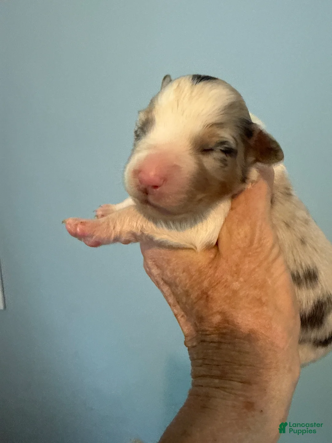 Australian Shepherd dogs for sale: Australian Shepherd Puppy 4 - Ad 2