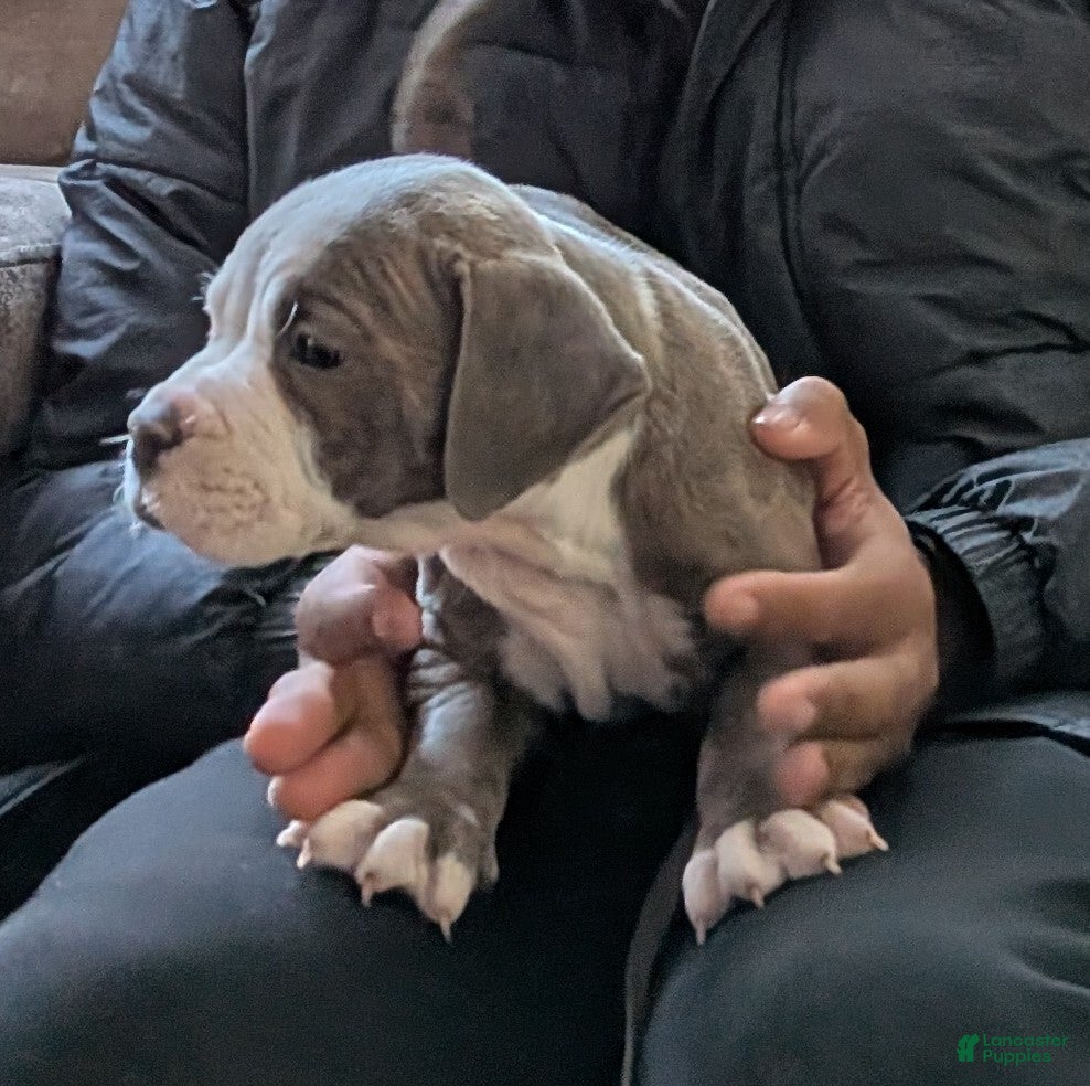 American Bully dogs American Bully Puppy 3 - Ad 1