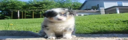 Australian Shepherd dogs for sale: Australian Shepherd Puppy 4 - Ad 6
