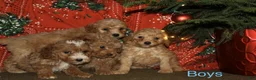 Mini Goldendoodle dogs for sale: Frost - Ad 2
