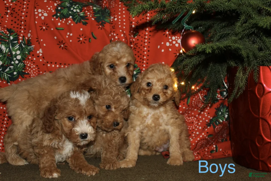Mini Goldendoodle dogs for sale: Frost - Ad 2