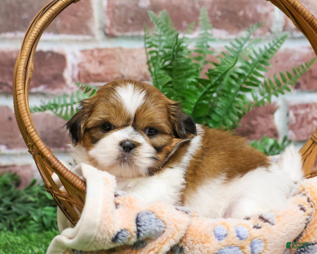 Shih Tzu dogs for sale: Duke  - Ad 2