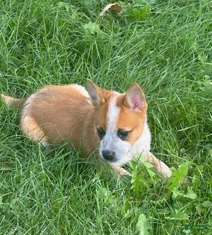 Australian Cattle Dog dogs Clancie - Ad 2
