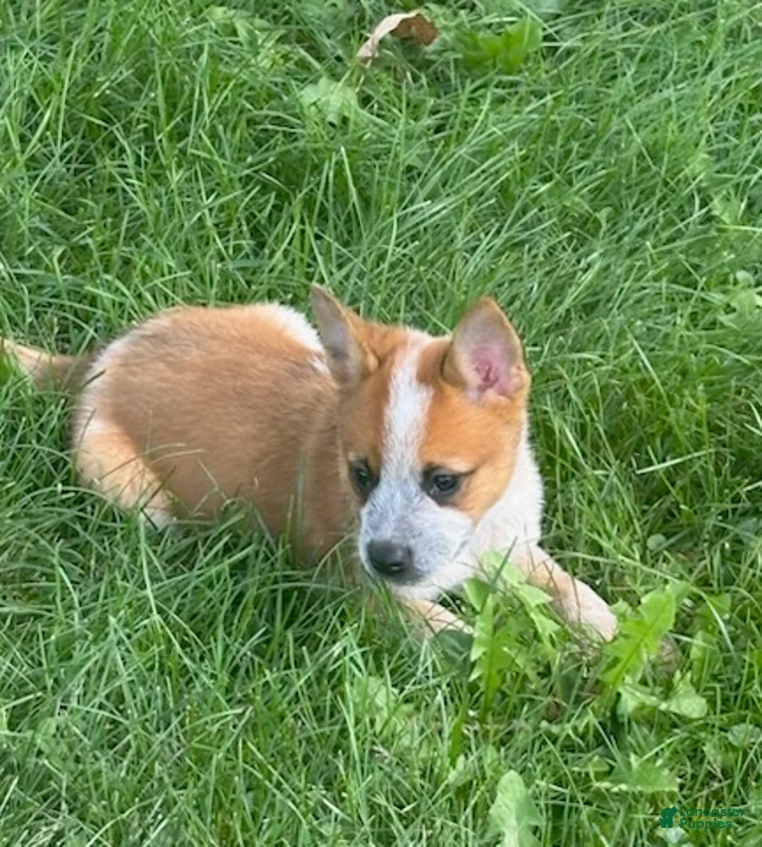 Australian Cattle Dog dogs for sale: Clancie - Ad 2