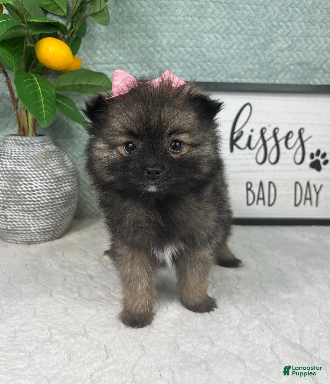 Pomeranian dogs for sale: Poppy - Ad 1