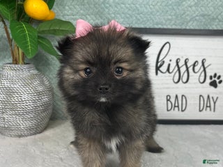 Pomeranian dogs Poppy - Ad 28