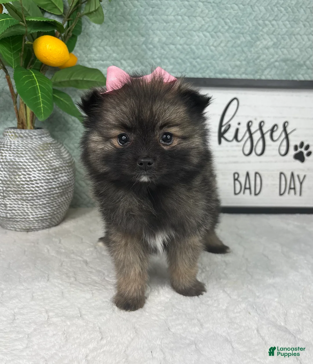 Pomeranian dogs for sale: Poppy - Ad 1