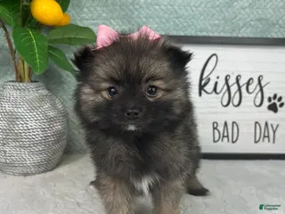 Pomeranian dogs Poppy - Ad 5