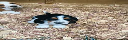 Basset Hound dogs for sale: Gus - Ad 5