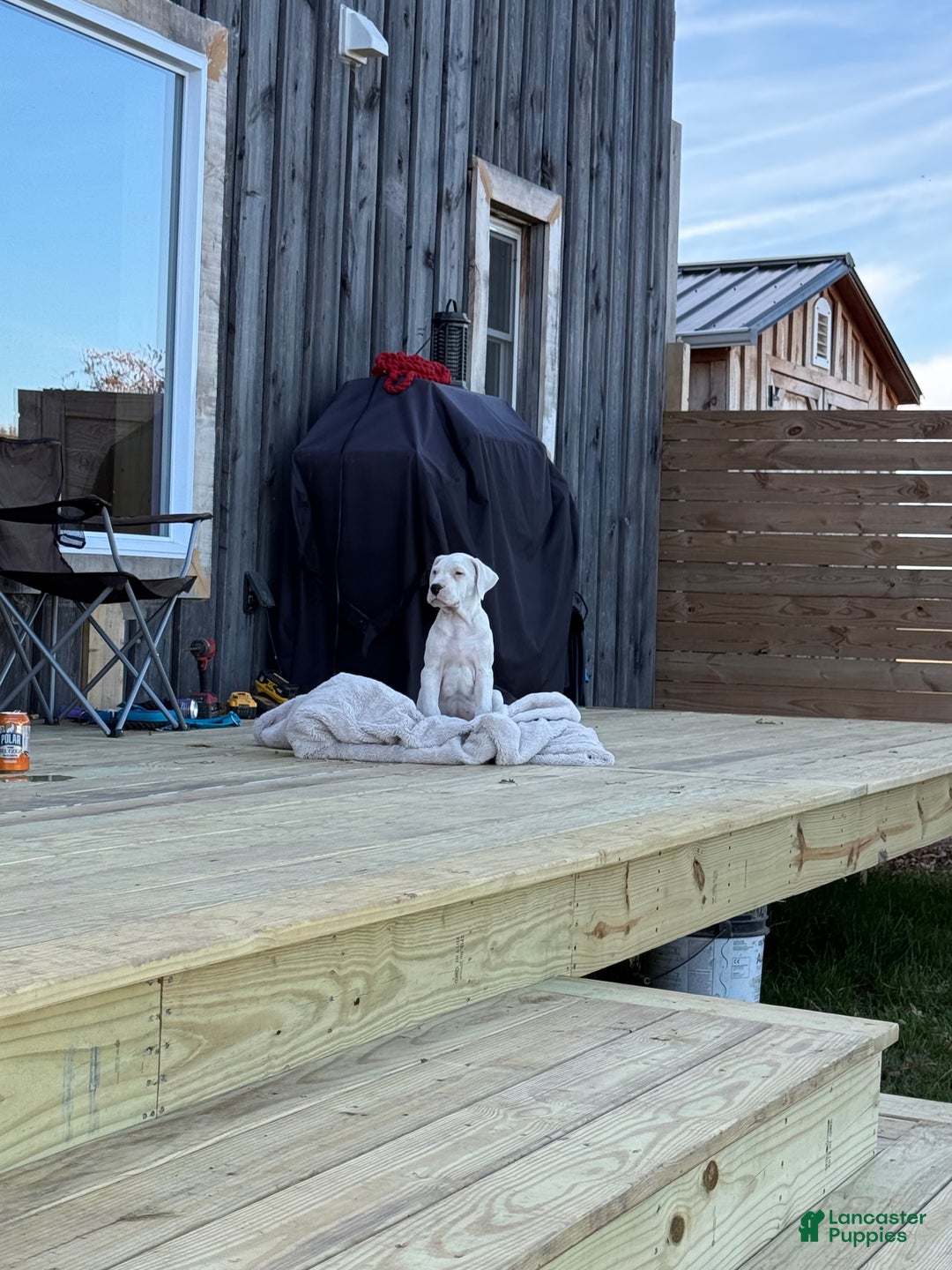 Dogo Argentino dogs for sale: Puppy M3 - Ad 8