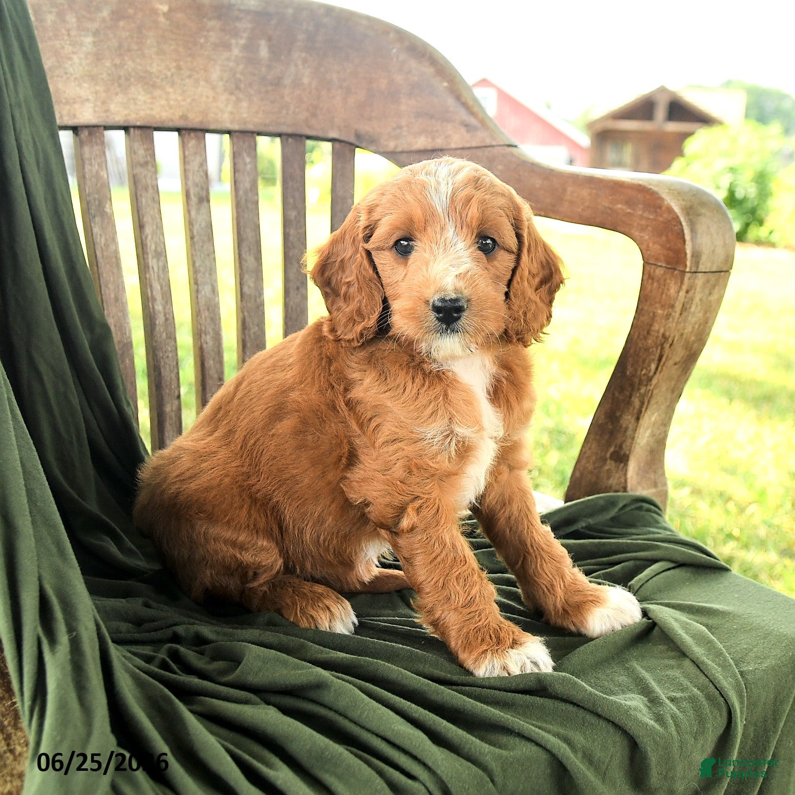 Goldendoodle dogs Brietta - Ad 1