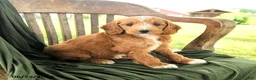 Goldendoodle dogs for sale: Brietta - Ad 1